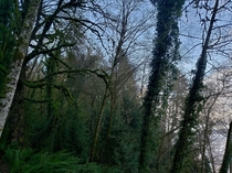 I beautiful day for walking the trails of Fyre Park Northwest Olympia WA And had to take some pictures  x