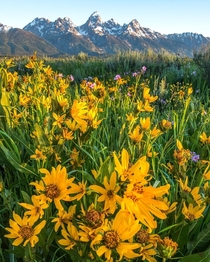 I cant wait for wildflowers in the Tetons Grand Teton National Park Wyoming 
