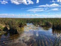 I do field research in the Florida Everglades Sometimes I just have to pause and appreciate its unique beauty  x