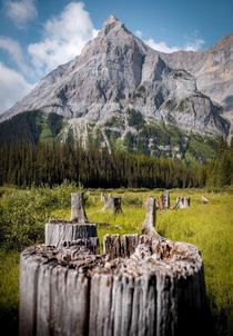 I dont usually name my photos but I think im gonna call this one stumped Alberta Canada 