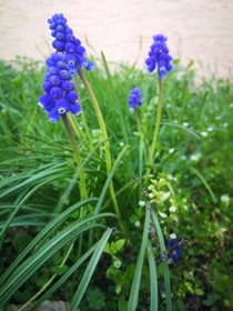 I find the flowers look so sweet from the Little Grape Hyacinth Muscari botryoides 