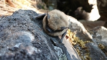 I found a bat on my hike today Naches WA 