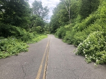 I found a road being reclaimed by nature