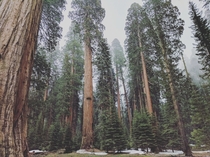 I found the most beautiful place- Sequoia National Forest 