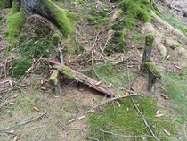 I found the remains of an abandoned bench in a remote part of my forest