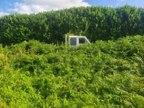 I found this abandoned truck overgrown with plants in the back of a field