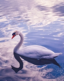 I found this beautiful swan at the lake Jarkovci Serbia 