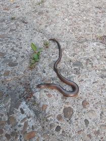 I found this little fella while jogging in the Hills I belive it is a young smooth snake 