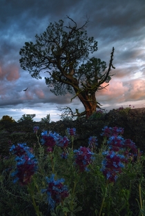 I found this tree and these flowers growing out of lava rock in Lava Beds National Monument CA Image by Victor Carreiro 