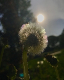 I have a collection of photos of dandelions like this I love the way the sun refracts in the iridescence