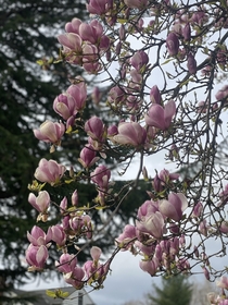 I have a special place for Magnolias in my heart