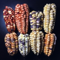 I just want to share a sample of how beautiful maize can be These are a few nameless as far as I know varieties from a tiny town in the Peruvian Andes I had a conversation with a farmer about how most people in the US havent seen anything but yellow corn 