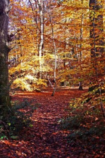 I love Autumn walks - Beech trees 