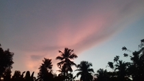 I love how the coconut trees look against the pink background here no editing  - kerala india