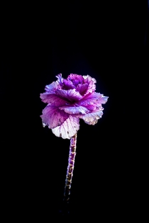 I photographed this cabbage passing as a flower what do you think
