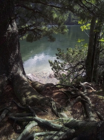 I really like photographing trees and exposed tree roots Slovakia Poprad Lake 