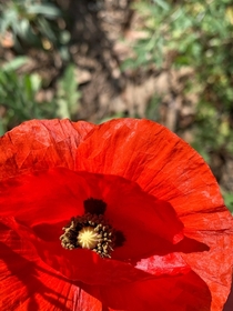 I saw this lovely flower all by itself at the park Is it a Poppy