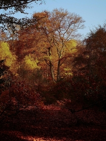 I see your Dutch forest in autumn and raise you an English autumn in Epping Forest  x