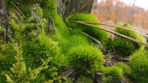 I shot this moss a few days ago I have no clue what is is though 