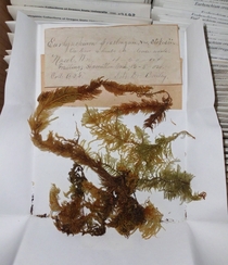 I sort herbarium specimens that are over a century old Feather Moss Eurhynchium praelongum  OC