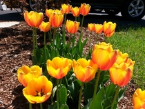 I think my tulips tulipa are pretty spectacular 