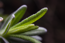 I took this photo to a lavender leaf to try my macro extension tube and noticed those little specs that I assume are oil or resin crystals where the actual smell comes from Is this true Whats the purpose of it Whats it called Thanks in advance