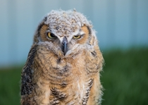I took this picture of a young Great Horned Owl at the birds of prey sanctuary in Lethbridge Alberta