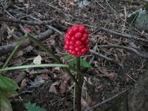 I was walking throgh the woods when i found this Does anyone know what it is