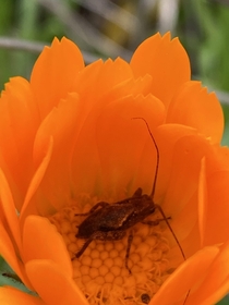 I went to take a photo of this lovely orange flower and discovered this little taking a snooze