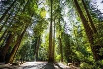 I went to the Jedediah Smith Redwoods State Park outside of Crescent City CA this weekend 