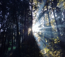 I witnessed the sun playing Hide and Seek in the Forest of Nisene Marks State Park CA 
