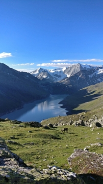 Ibex  Lac des Dix Switzerland