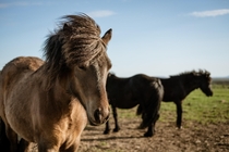 Icelandic horses in Iceland 