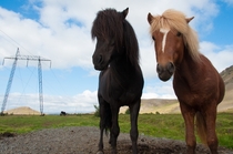 Icelandic Mini Horses - outside Reykjavik Iceland 
