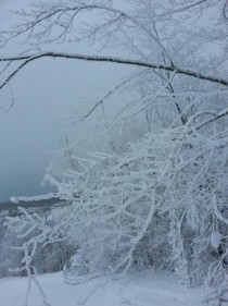 Icy trees in Canada 