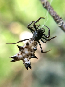 Idk if we like arachnids here but heres a spiny Micrathena Micrathena gracilis