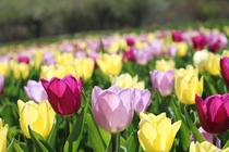 If youre in Utah then you should definitely go to the Tulip Festival at Ashton Gardens