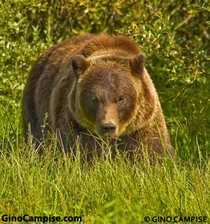 Im always hiking in Alaska looking for all animals species but I prefer the alpha predators Heres one of the hundreds of Grizzly Bear Ive encountered Hiking Yes hes looking right at me 