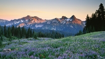 Imagine yourself in this blissful meadow overlooking the Tatoosh Range 