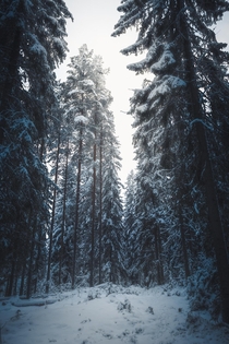 In the heart of winter deep in the woods 