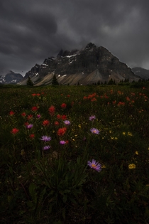 Indian paintbrush and Aster brighten a moody scene x OC Instagram jeremy_bishop