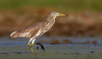 Indian Pond Heron in breeding plumage I had to crawl through a swamp to get this shot 