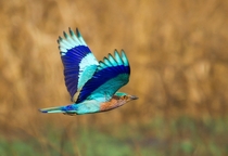Indian Roller in flight from India 