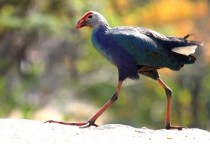 Indias Zany Purple Swamphen Bird 