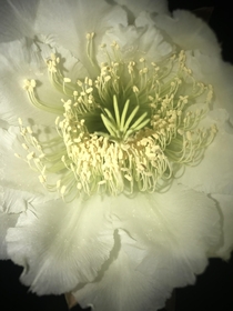 Inside of a Cereus PeruvianisPeruvian Apple Cactus flower