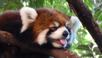 Intense Japanese Summer Red Panda at Ueno Zoo  Ailurus fulgens - OC 