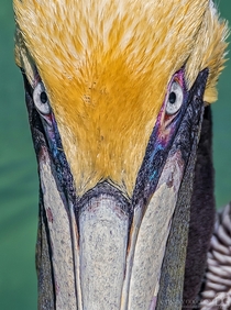 Intense staredown from a brown pelican Pelecanus occidentalis in breeding colors 