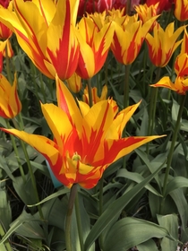Interesting and pretty tulips at Keukenhof in Holland 