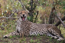 International Cheetah Day - Dec th Acinonyx jubatus 