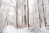 Into the frozen forest - Dobogk Hungary - x - 